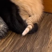 『子猫たちがいる部屋』に入ったら、綺麗に並んだ状態で…予想外の『キュンとくる光景』が13万再生「フォーメーションｗ」「可愛すぎるｗ」