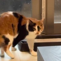 窓際から立ち去ろうとした猫→突然、『雷の音』が聞こえてきた結果…見事なリアクションに「お手本のような所作ｗ」「今のニャんだったんだ…」