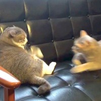 ソファでくつろぐ２匹の猫→『平和な光景』かと思いきや……突然の『急展開』に「何が気に入らなかったんだｗｗｗ」「なんて速度」と15万再生