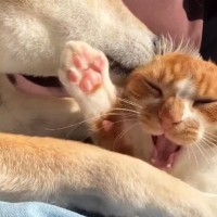 柴犬の熱心な毛づくろいに『怒っていた子猫』を見ていたら…可愛すぎる『まさかの変化』が53万再生「だんだん閉じていくｗｗ」「爆笑した」