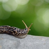 猫に『ナメクジ・カタツムリ』を近づけてはいけない理由3つ　起こりうるトラブルや危険性を解説