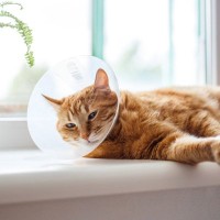 『不妊手術を受けた猫』に表れる変化4選　どんな影響があるの？気を付けるべきポイントまで