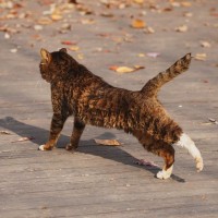 猫が『歩きながら体を伸ばす』3つの理由　体をほぐしているだけじゃない？心身に与える効果まで