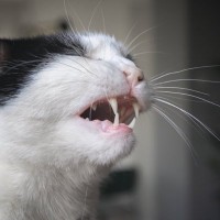 猫の『ヒゲを切ってはいけない」4つの理由　どんな役割があるの？起こりうるトラブルまで解説