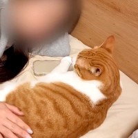 『飼い主の彼女』のことが大好きなネコたち→愛おしすぎる『まるで恋人のような行動』が12万再生「順番待ちしていて可愛い」「彼氏気分」