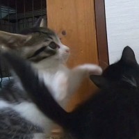 元気いっぱいに遊んでいた子猫→動きが止まったと思ったら…『まさかの瞬間』が65万再生「ホントに突然すぎるｗｗ」「反則級の可愛さ」と反響