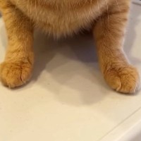 猫が『メイクした飼い主』を見た結果…完全に『警戒態勢になった様子』に爆笑の声「表情がおもろいｗ」「目がまんまるｗ」と33万再生