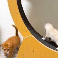 猫たちにキャットホイールを与えた結果→オブジェと化してしまい…３日後に見せた『ほほえましい光景』に「良かったねぇ」「お利口さん」の声