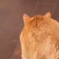 しっぽを膨らませる兄猫→妹猫がゆっくりと近づいてくると…喧嘩するかと思いきや『予想外の展開』に反響「何回も見ちゃったｗ」「なになにｗ」