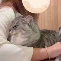 仕事中にやってきた猫→キーボードの前に座って…甘えん坊すぎる様子に「赤ちゃんみたいで可愛い」「お仕事やめちゃうｗ」とほっこりする人が続出
