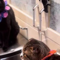 戸棚の前に座っていた『2匹の猫』→扉を開けようとすると…まさかの行動に「笑いすぎて涙が出た」「かわいい困ったちゃんｗ」と反響