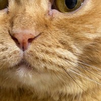 飼い主を『じっと見つめる猫』→おててを見ると……キュンとくる『優しさあふれる光景』に３万いいね「私もされたい」「ほっこりした」