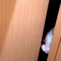 ２泊３日の間、ネコを預けることに→『感動の再会』ができると思ったら…『想定外なリアクション』に爆笑「ごめんわろたｗｗｗ」「まさかの」