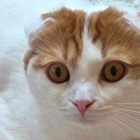 くつろいでいた猫→よく見たら、『下』に……「声出たｗｗ」「顔がジワジワくるｗ」まさかの瞬間に笑ってしまうと13万いいねの大反響