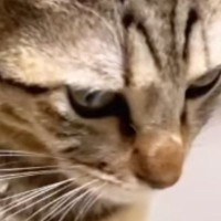 『突然ご飯を食べなくなった猫』→顔をよく見てみたら…『驚きの光景』が84万再生「なかなかの貫禄」「笑い話で済んで良かった」と話題