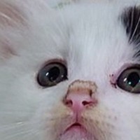 子猫を保護して数日→『ハンモックの上』を見たら…予想外すぎる光景に「中の人疑いたくなるｗ」「大物の予感ｗ」と1万9000いいね