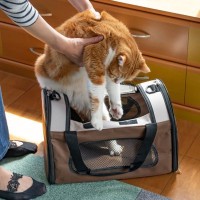 猫を守るために必要な『嫌がられやすい行動』4選　欠かせない理由やストレスを抑える工夫まで