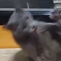 毛づくろい中にコテンと倒れた猫→近くにいた『同居猫』のもとに移動すると…『予想外の行動』に笑ってしまうと反響「とんだ災難ｗ」
