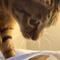 ベッドとシーツの間に潜っていた猫→『通りかかった猫』に踏まれてしまった結果…笑ってしまう光景に４万いいねの反響「ムキュン」