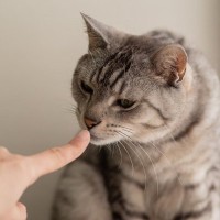 猫があなたの『ニオイを嗅ぎたがる』タイミング3選　何を確認しているの？読み取っている情報まで