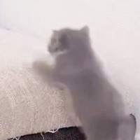 保護されてから約1か月『元気になった子猫』がソファを登り始めた結果…予想外の瞬間に「オチが可愛すぎるｗｗ」「変な声でた」と11万表示
