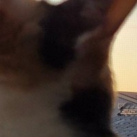 空を見つめる三毛猫→あくびの瞬間を撮影しようとしたら…まさかの『幻想的な光景』に「何か召喚しそうｗ」「吸い込みか吐き出しかｗ」と反響