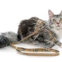 猫が『リード・ハーネス』に慣れておくメリット2つ　いざという時に役立つ理由や上手な慣らし方