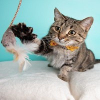 猫を夢中にさせる『大好きな物』3つ　虜になる理由から気を付けたいポイントまで