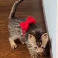 子猫には大きすぎた『リボンの首輪』→成長後につけてみた結果…素敵すぎるビフォーアフターが49万再生「アニメの世界にいそう」「メロい」