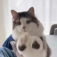 机の端から『飛び立とうとしていた猫』→飼い主に止められると…まさかの攻防戦が10万再生「猫にはなかなか言わないワードｗ」「お祈りｗ」