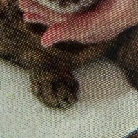 動物病院に『予防接種』を受けにきた猫→分かりやすすぎる『表情』に11万いいね「絵文字の怒り顔まんまｗ」「許さんというのが伝わってくる」