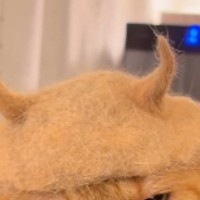 猫の『抜け毛』で作ったものを猫の頭に乗せてみたら…まさかの表情と『最終形態』が33万再生「覚えておけよ、という目ｗ」「可愛すぎワロタ」
