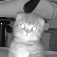 お留守番をしていた子猫→『鍵の音』が聞こえた次の瞬間…カメラがとらえた『可愛すぎる表情』に「帰ってきたニャｗ」「泣けちゃうね」と話題