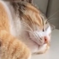 『何の音かと思ったら…』気持ちよさそうに眠っていた猫→『体の下』には……微笑ましすぎる瞬間に「ニヤけてしまったｗ」「おもろいｗｗ」の声