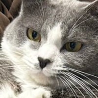 娘が猫の足に『乗せていたもの』とは……ママ困惑の『撮影会の様子』に「発想がすごいｗ」「芸術家ｗ」「なかなかのバランス感覚」と爆笑の声