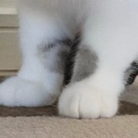 おもちゃを運んできた猫→『口元』をよく見たら、１つではなくて…まさかの『数』に爆笑の声「欲張りさんｗ」「いやちょっと可愛すぎるｗ」