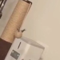 『8時にごはんが出る』自動給餌器→5時に見てみたら、猫が……健気な光景に「近いｗ」「ごはんへの執念が窺える」「可愛すぎるｗ」と反響