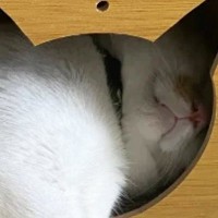 猫ハウスで『くつろぐ猫』を見ると……『独特な使い方』に笑ってしまう人が続出「見事なまでに美脚を披露されてるｗ」「肉球触り放題ｗ」