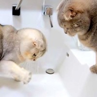 朝、洗面所までついてきたネコ→蛇口の水で遊んでいると思ったら、次の瞬間…『想定外の行動』に「スイッチ入ってしまった」「愛おしい」の声