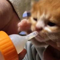 早くミルクが飲みたい子猫→お父さんが哺乳瓶で飲ませてあげると…『ほっこりするやり取り』に反響「お父様優しいｗ」「耳可愛すぎるｗ」