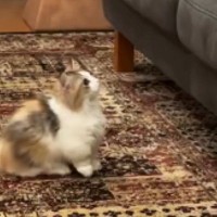 『ソファを眺めていた子猫』→周囲を見回した直後に……可愛すぎて笑ってしまう『挑戦の様子』が10万再生「なんて平和なんだｗ」「頑張れｗ」