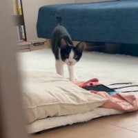 猫と『だるまさんがころんだ』で遊んでみたら→途中までは上手くいっていたのに…『思っていたのと違う展開』に「まぁ～かわいい」「笑った」