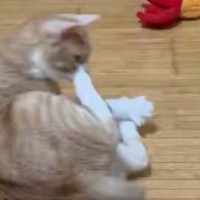 『青いエビのおもちゃ』に反応した猫→次の瞬間…勢いのありすぎる『まさかの行動』に「想像以上ｗ」「嫌なことあった？ｗ」と７万いいね