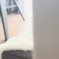 子猫が『やけに静かだなぁ』と思ったら…『ソファの上』を見ると→まさかの光景が130万再生「天使が落ちてるｗ」「完全に信頼して寝てる」
