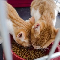 『猫を保護』した直後にやるべきこと3選　注意すべきポイントや必要な準備も解説