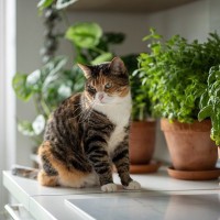 猫の命を脅かす『危険な室内環境』3つ　思わぬ事故のリスクや見直すべきポイント