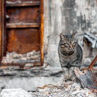 塹壕で兵士に喜びを与え、ともに戦った猫たち。とっさの機転で兵士の命を救ったことも　第一次世界大戦