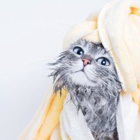 全身が接着剤まみれの子猫を保護　夫を亡くした女性と出会い、懸命な「オイル・マッサージ」を受けて「幸せな家族」になる　米国
