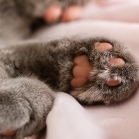 猫の『肉球の色』をみれば性格が分かる？4つのカラーごとの傾向や毛色との関連性まで
