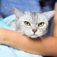 お風呂後の猫を『素早く乾かす方法』4つ　負担を減らす工夫や役立つアイテムもご紹介